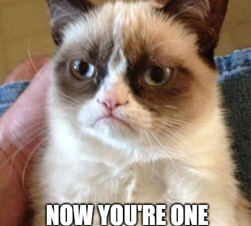 Dark humor birthday meme with grumpy cat