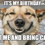 Happy dog with the caption “It’s my birthday, pet me and bring cake.”