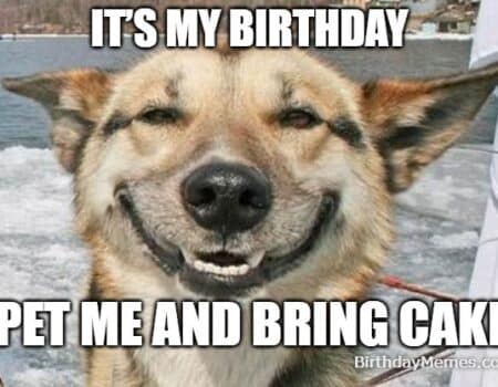 Happy dog with the caption “It’s my birthday, pet me and bring cake.”