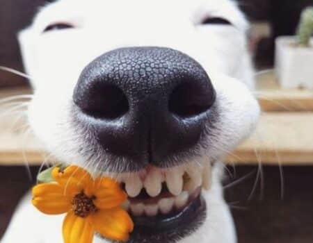 dog holding flower in mouth smiling wide with text saying hey brother smile it’s your birthday