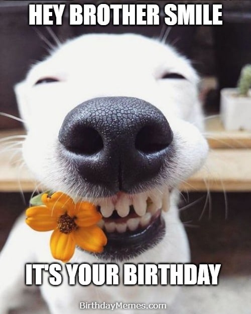 dog holding flower in mouth smiling wide with text saying hey brother smile it’s your birthday