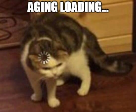 loading circle on cat