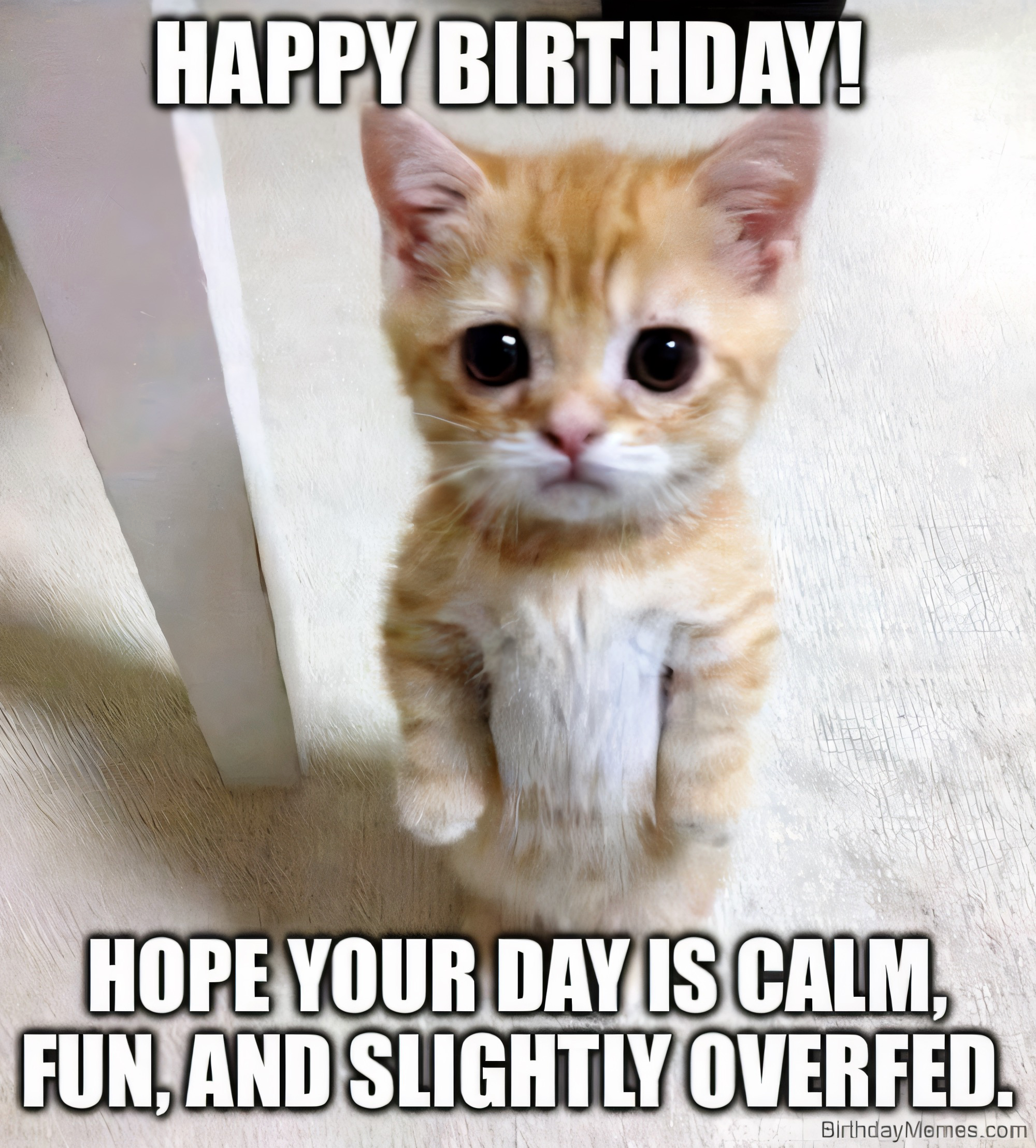 A cute orange kitten stands up with big eyes, wishing a happy birthday and hoping your day is calm, fun, and slightly overfed.