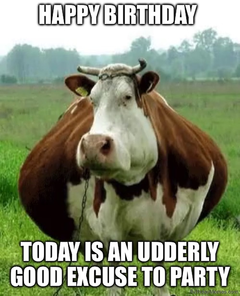 A cow in a field with the text: 'HAPPY BIRTHDAY. TODAY IS AN UDDERLY GOOD EXCUSE TO PARTY.'