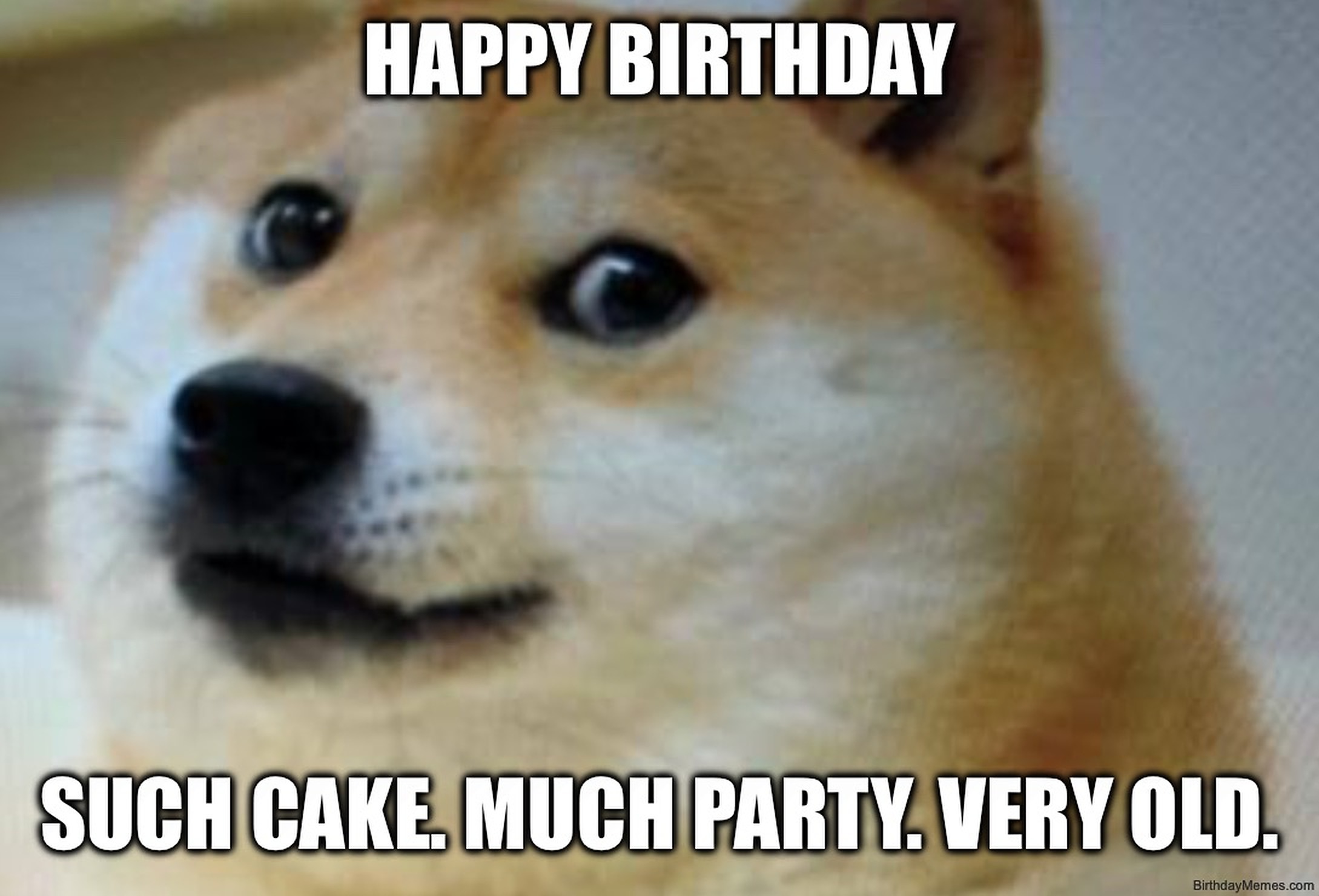 Close-up of Doge with text: 'Happy Birthday. Such cake. Much party. Very old.'