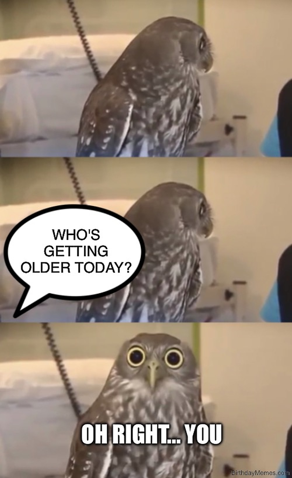 A wide-eyed owl turns to the camera after asking 'Who's getting older today?' then says, 'Oh right... you.'