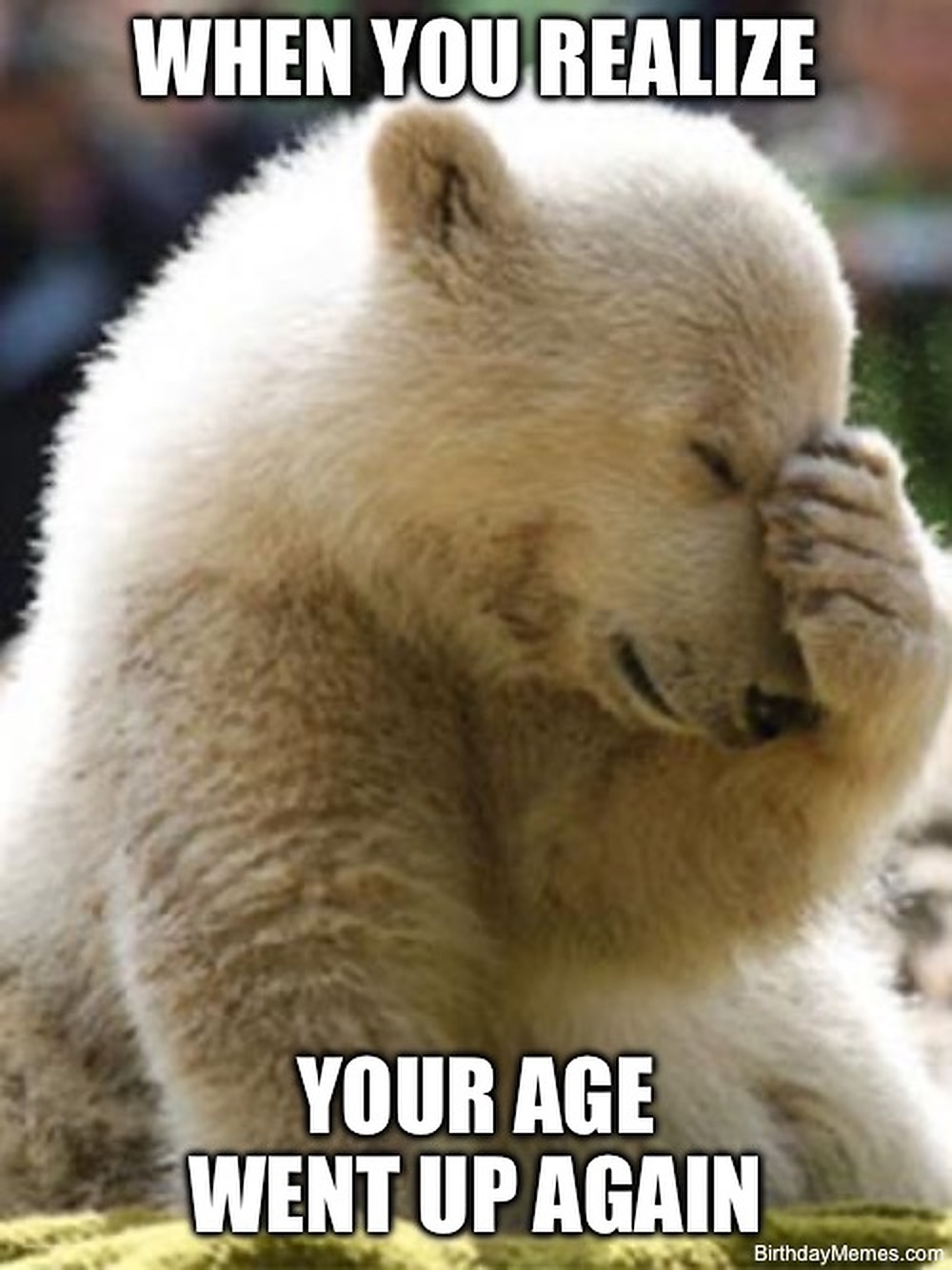 A polar bear covers its face with a paw, with the text: When you realize your age went up again.