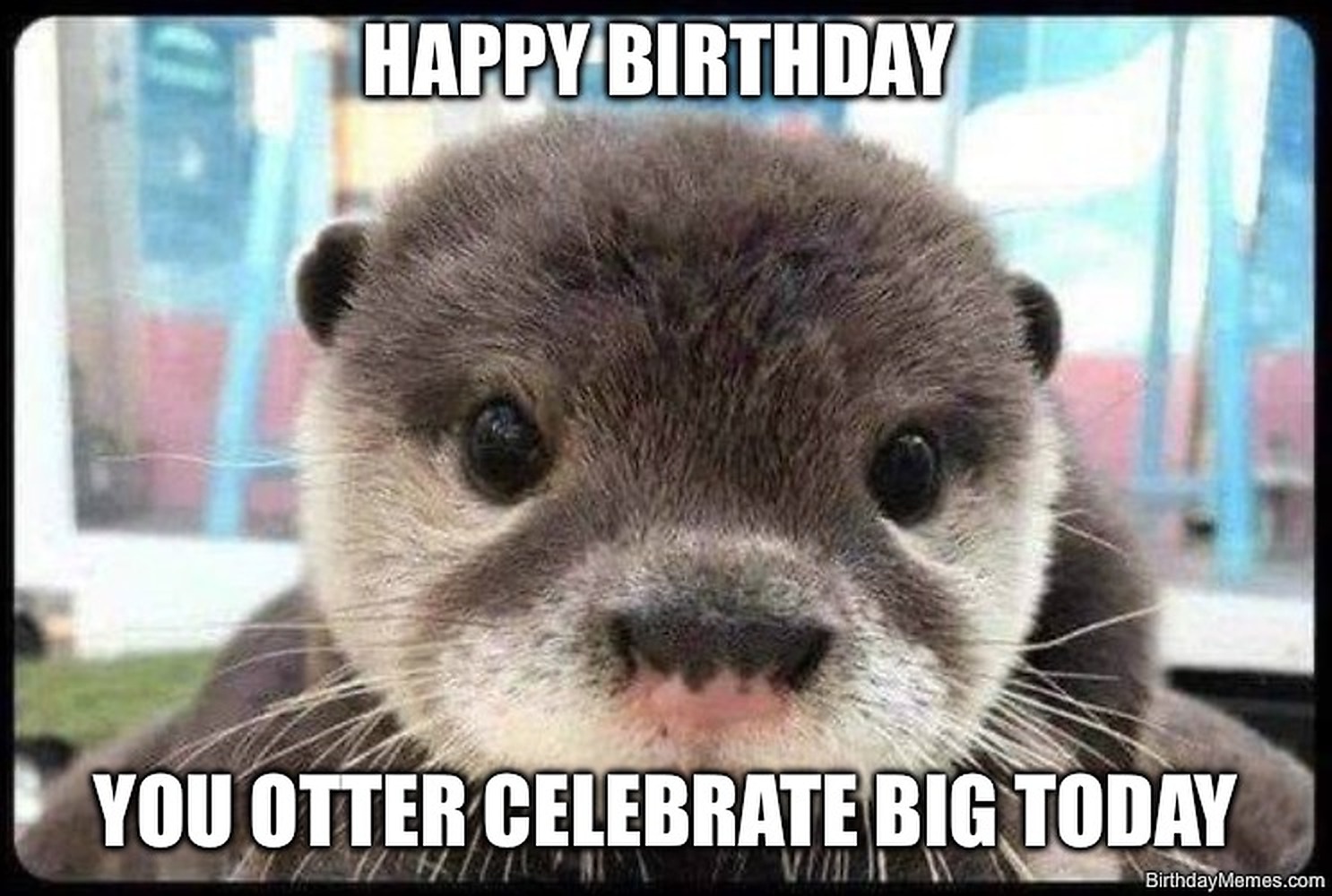 A close-up of an otter's face with the caption 'Happy Birthday. You otter celebrate big today.'